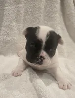 Micky , a male French Bulldog for sale in Detroit Lakes, MN – 7 of 7