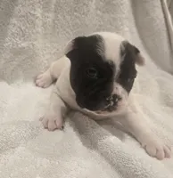 Micky , a male French Bulldog for sale in Detroit Lakes, MN – 6 of 7