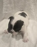 Micky , a male French Bulldog for sale in Detroit Lakes, MN – 2 of 7