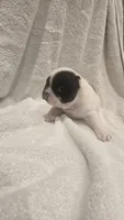 Micky , a male French Bulldog for sale in Detroit Lakes, MN – 3 of 7