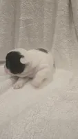 Micky , a male French Bulldog for sale in Detroit Lakes, MN – 5 of 7