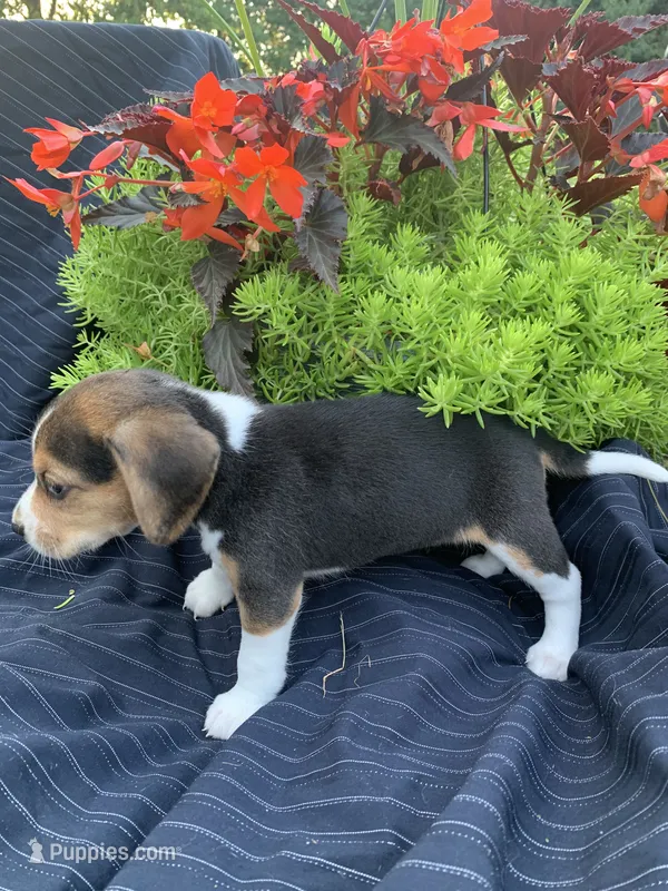 AKC Daisy – Beagle puppy for sale in Womelsdorf, PA