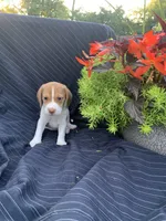 AKC Cocoa, a female Beagle for sale in Womelsdorf, PA – 2 of 3