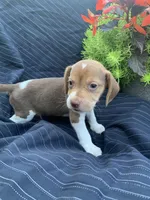 AKC Choco, a male Beagle for sale in Womelsdorf, PA – 2 of 2