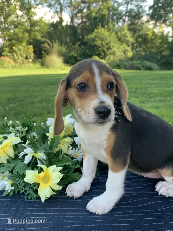 AKC Daisy – Beagle puppy for sale in Womelsdorf, PA