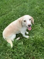 AKC Cocoa, a female Beagle for sale in Womelsdorf, PA – 3 of 3