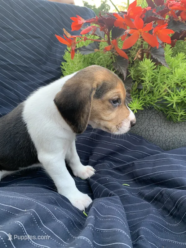 AKC Summer – Beagle puppy for sale in Womelsdorf, PA