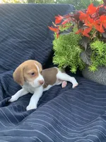 AKC Cocoa, a female Beagle for sale in Womelsdorf, PA – 1 of 3