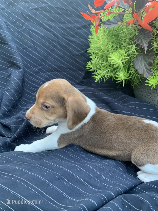 AKC Choco – Beagle puppy for sale in Womelsdorf, PA