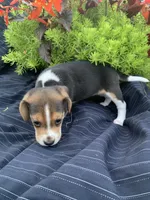 AKC Daisy, a female Beagle for sale in Womelsdorf, PA – 2 of 2