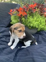 AKC Summer, a female Beagle for sale in Womelsdorf, PA – 2 of 2