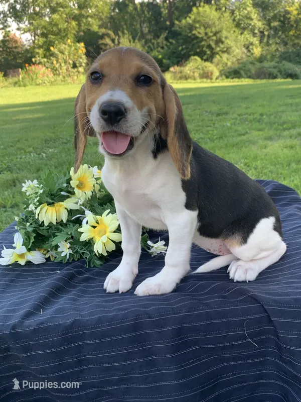 AKC Summer – Beagle puppy for sale in Womelsdorf, PA