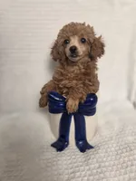 AKC Penny, a female Poodle - Toy  for sale in Habersham, GA – 5 of 10