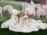 Cloud, a female Sheepadoodle for sale in Cornelia, GA – 9 of 9