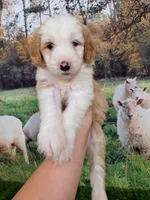 Wool-Eyes, a male Sheepadoodle for sale in Cornelia, GA – 7 of 8