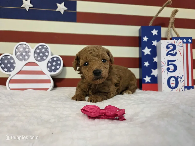 AKC Penny – Poodle - Toy  puppy for sale in Habersham, GA
