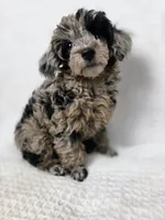 AKC Boaz, a male Poodle - Toy  for sale in Habersham, GA – 5 of 6