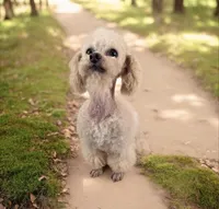 AKC puppiesDue, a female Poodle - Toy  for sale in Habersham, GA – Photo 3 of 8
