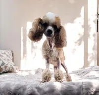 AKC puppiesDue, a female Poodle - Toy  for sale in Habersham, GA – Photo 2 of 8