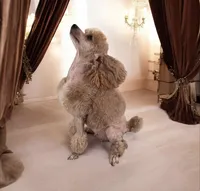 AKC puppiesDue, a female Poodle - Toy  for sale in Habersham, GA – Photo 4 of 8