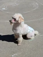 AKC puppiesDue, a female Poodle - Toy  for sale in Habersham, GA – Photo 8 of 8