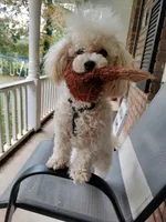 AKC puppiesDue, a female Poodle - Toy  for sale in Habersham, GA – Photo 6 of 8