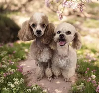 AKC puppiesDue, a female Poodle - Toy  for sale in Habersham, GA – Photo 5 of 8