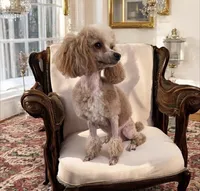 AKC puppiesDue, a female Poodle - Toy  for sale in Habersham, GA – Photo 1 of 8