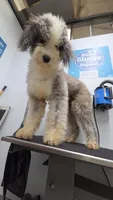 Mae&Ronan, a  Old English Sheepdog and Sheepadoodle for sale in Habersham, GA – 9 of 10