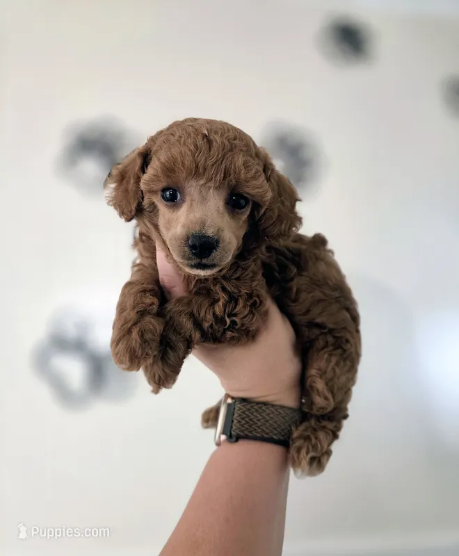 AKC Penny – Poodle - Toy  puppy for sale in Habersham, GA