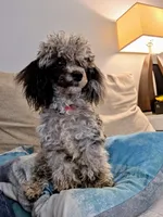 Zeke, a male Poodle - Toy  for sale in Habersham, GA – 1 of 8