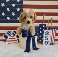 AKC Sage, a male Poodle - Toy  for sale in Habersham, GA – 1 of 9