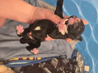 Ronnie, a male Sheepadoodle for sale in Cornelia, GA – 3 of 3