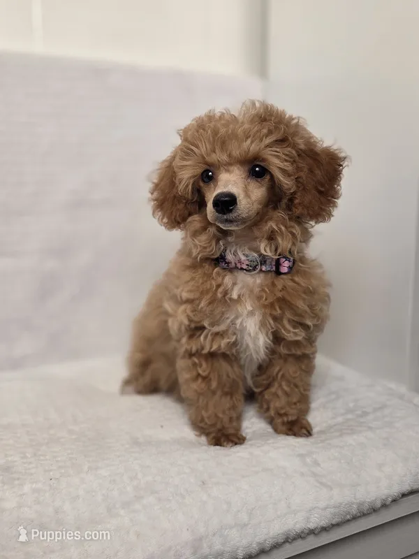 Sophie  – Poodle - Toy  puppy for sale in Habersham, GA