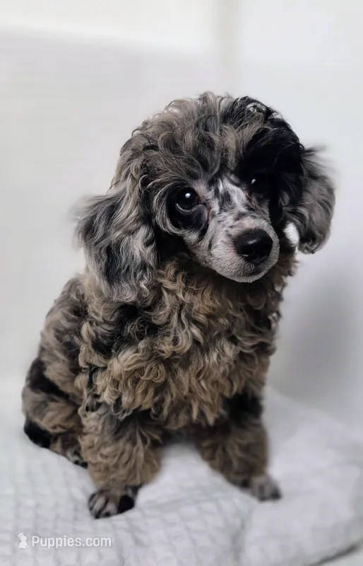 AKC Boaz – Poodle - Toy  puppy for sale in Cornelia, GA
