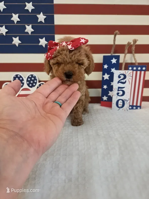 AKC Rose – Poodle - Toy  puppy for sale in Habersham, GA