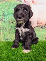 Reggie, a male Sheepadoodle for sale in Cornelia, GA – 6 of 10
