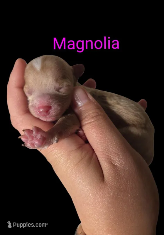 AKC Magnolia – Poodle - Toy  puppy for sale in Habersham, GA