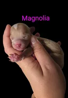 AKC Magnolia, a female Poodle - Toy  for sale in Habersham, GA – 3 of 8