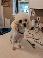 AKC Magnolia, a female Poodle - Toy  for sale in Habersham, GA – Photo 3 of 4