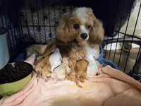 AKC Magnolia, a female Poodle - Toy  for sale in Habersham, GA – Photo 4 of 4