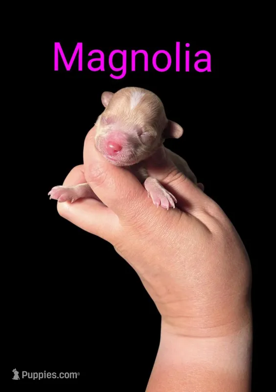 AKC Magnolia – Poodle - Toy  puppy for sale in Habersham, GA