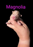 AKC Magnolia, a female Poodle - Toy  for sale in Habersham, GA – Photo 1 of 4