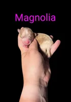 AKC Magnolia, a female Poodle - Toy  for sale in Habersham, GA – Photo 2 of 4