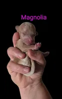 AKC Magnolia, a female Poodle - Toy  for sale in Habersham, GA – 4 of 8