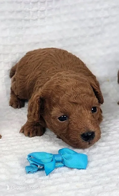 Theo AKC – Poodle - Toy  puppy for sale in Habersham, GA