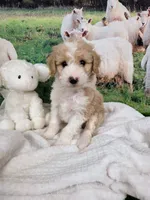 Cloud, a female Sheepadoodle for sale in Cornelia, GA – 3 of 9