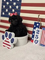AKC Mercy, a female Poodle - Toy  for sale in Habersham, GA – 4 of 10