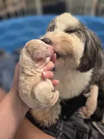 Cloud, a female Sheepadoodle for sale in Cornelia, GA – 4 of 4