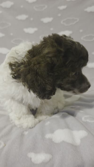 Ollie, a male Poodle - Toy  for sale in Habersham, GA – 9 of 10